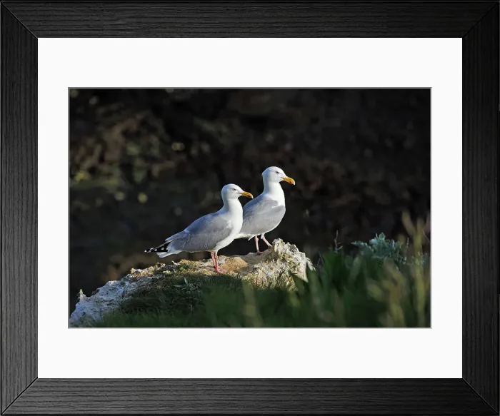Framed Print : Couple of Great black-backed gulls in the cliffs of Etretat, Seine Maritime department, Normandy region, France, Europe Framed Print : Couple of Great black-backed gulls in the cliffs of Etretat, Seine Maritime department, Normandy region, France, Europe
