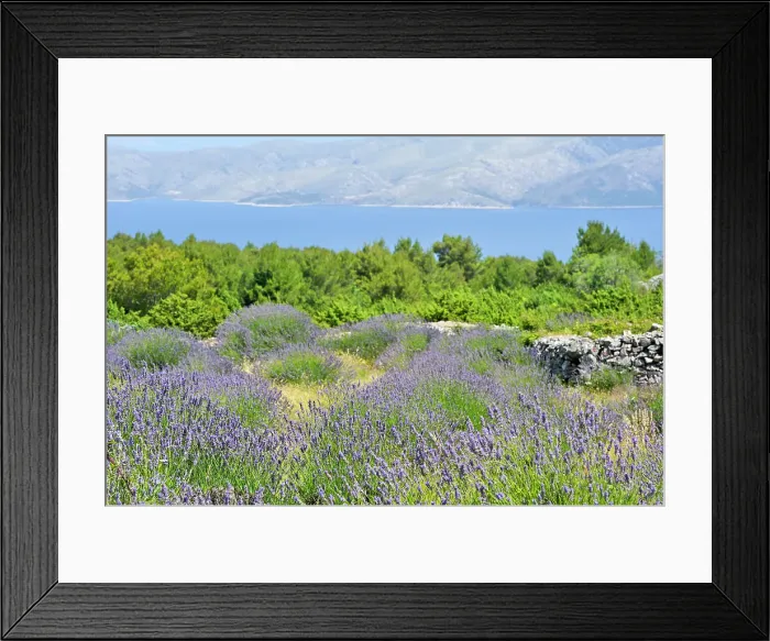 Framed Print : Lavender field in the area around Velo Grablje, Hvar island, Croatia, Southeast Europe Framed Print : Lavender field in the area around Velo Grablje, Hvar island, Croatia, Southeast Europe