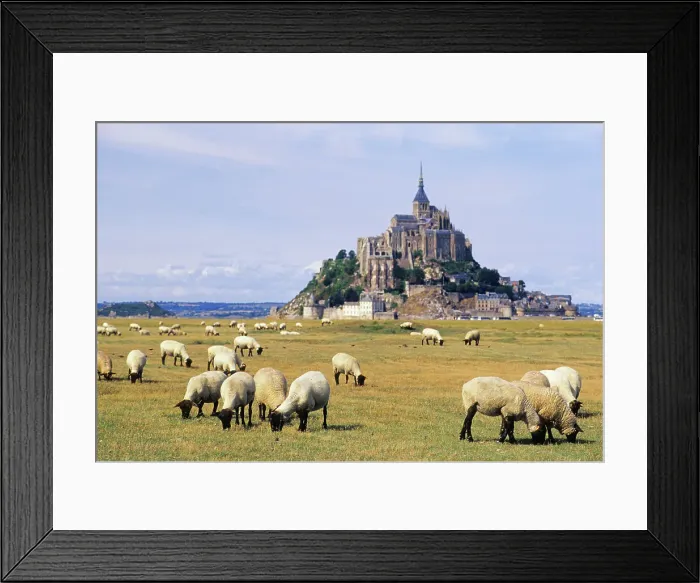 Framed Print : Sheep in tidal marsh at Mont-Saint-Michel bay with Abbey in the background, UNESCO World Heritage Site, Manche department, Normandy region, France, Europe Framed Print : Sheep in tidal marsh at Mont-Saint-Michel bay with Abbey in the background, UNESCO World Heritage Site, Manche department, Normandy region, France, Europe