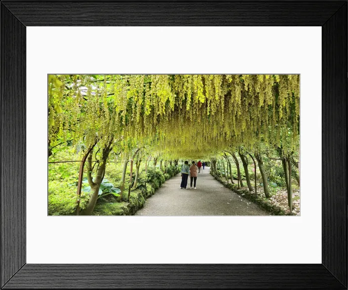 Framed Print : Laburnum Grove, Bodnant Gardens, Conwy, Wales, United Kingdom, Europe Framed Print : Laburnum Grove, Bodnant Gardens, Conwy, Wales, United Kingdom, Europe
