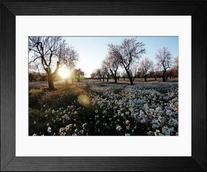 Framed Print : Orchard in early spring, Catalonia, Spain, Europe Framed Print : Orchard in early spring, Catalonia, Spain, Europe