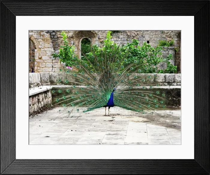 Framed Print : Peacock at the Benedictine Monastery, Lokrum, Croatia, Europe Framed Print : Peacock at the Benedictine Monastery, Lokrum, Croatia, Europe