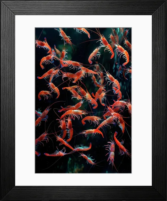 Framed Print : AI generated image of a Swarm of shrimps in a canyon with hydrothermal vents Framed Print : AI generated image of a Swarm of shrimps in a canyon with hydrothermal vents