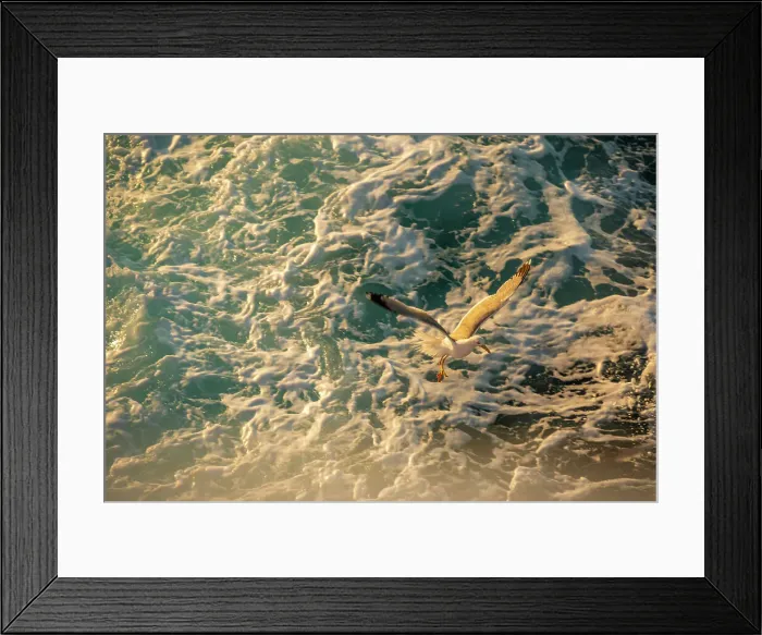 Framed Print : View of seagull from ferry at sunset, Kavala, Dimos Kavalas, Eastern Macedonia and Thrace, Gulf of Thasos, Gulf of Kavala, Greece, Europe Framed Print : View of seagull from ferry at sunset, Kavala, Dimos Kavalas, Eastern Macedonia and Thrace, Gulf of Thasos, Gulf of Kavala, Greece, Europe