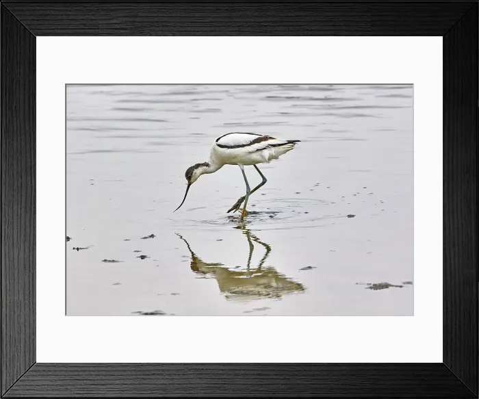 Framed Print : An avocet (Recurvirostra avosetta), at Brownsea Island, a nature reserve in Poole Harbour, Dorset, England, United Kingdom, Europe