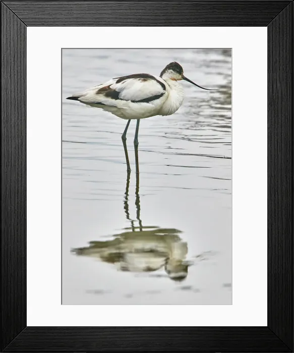 Framed Print : An avocet (Recurvirostra avosetta), at Brownsea Island, a nature reserve in Poole Harbour, Dorset, England, United Kingdom, Europe Framed Print : An avocet (Recurvirostra avosetta), at Brownsea Island, a nature reserve in Poole Harbour, Dorset, England, United Kingdom, Europe