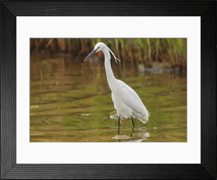Framed Print : A Little Egret (Egretta garzetta), during the breeding season, on Brownsea Island, a nature reserve in Poole Harbour, Dorset, England, United Kingdom, Europe