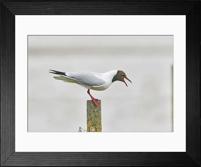 Framed Print : A Black-headed Gull (Larus ridibundus), on Brownsea Island, a nature reserve in Poole Harbour, Dorset, England, United Kingdom, Europe