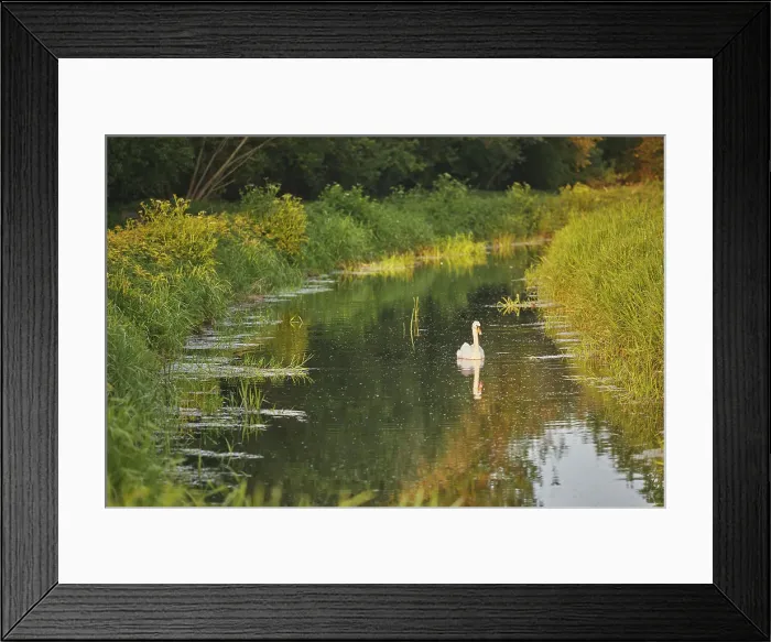 Framed Print : A Mute Swan (Cygnus olor), in the marshes at Ham Wall National Nature Reserve, one of the Avalon Marshes nature reserves, near Glastonbury, Somerset, England, United Kingdom, Europe Framed Print : A Mute Swan (Cygnus olor), in the marshes at Ham Wall National Nature Reserve, one of the Avalon Marshes nature reserves, near Glastonbury, Somerset, England, United Kingdom, Europe