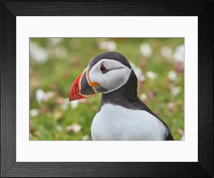 Framed Print : Atlantic Puffin (Fratercula arctica), on Skomer Island in July, a nature reserve off the coast of Pembrokeshire, Wales, United Kingdom, Europe Framed Print : Atlantic Puffin (Fratercula arctica), on Skomer Island in July, a nature reserve off the coast of Pembrokeshire, Wales, United Kingdom, Europe
