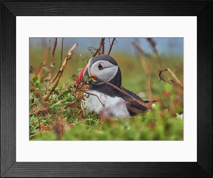 Framed Print : Atlantic Puffin (Fratercula arctica), on Skomer Island in July, a nature reserve off the coast of Pembrokeshire, Wales, United Kingdom, Europe Framed Print : Atlantic Puffin (Fratercula arctica), on Skomer Island in July, a nature reserve off the coast of Pembrokeshire, Wales, United Kingdom, Europe