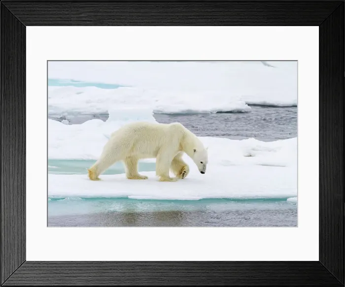 Framed Print : Adult male polar bear (Ursus maritimus) on multi-year ice floes in Franz Josef Land, Russia, Arctic Ocean, Eurasia Framed Print : Adult male polar bear (Ursus maritimus) on multi-year ice floes in Franz Josef Land, Russia, Arctic Ocean, Eurasia