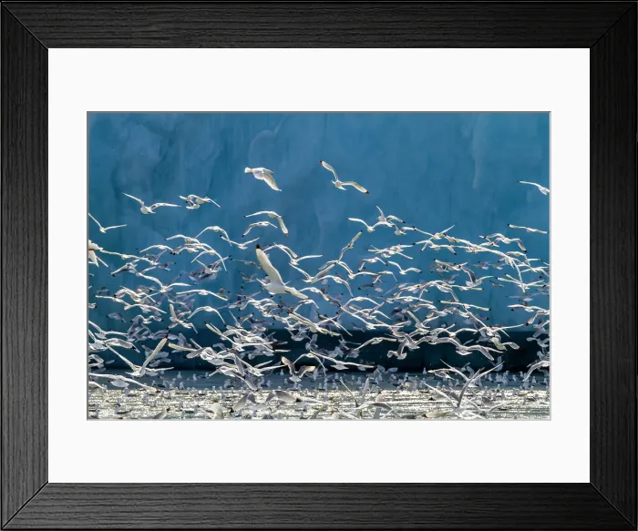 Framed Print : Adult black-legged kittiwakes (Rissa tridactyla) feeding at the base of a glacier in the Svalbard Archipelago, Norway, Arctic, Europe Framed Print : Adult black-legged kittiwakes (Rissa tridactyla) feeding at the base of a glacier in the Svalbard Archipelago, Norway, Arctic, Europe