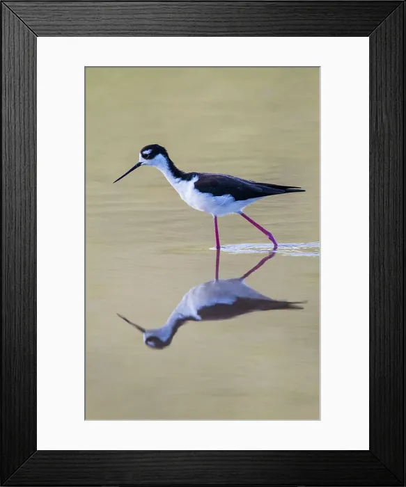 Framed Print : Adult black-necked stilt (Himantopus mexicanus) wading and feeding in a brackish water lagoon on Floreana Island, Galapagos, UNESCO World Heritage Site, Ecuador, South America Framed Print : Adult black-necked stilt (Himantopus mexicanus) wading and feeding in a brackish water lagoon on Floreana Island, Galapagos, UNESCO World Heritage Site, Ecuador, South America