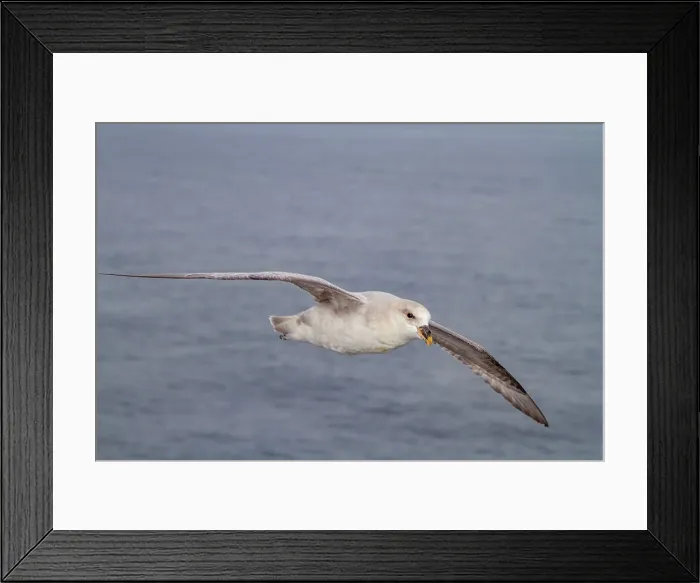 Framed Print : Northern fulmar (Fulmarus glacialis glacialis) on the wing over calm seas in the Svalbard Archipelago, Norway, Arctic, Europe Framed Print : Northern fulmar (Fulmarus glacialis glacialis) on the wing over calm seas in the Svalbard Archipelago, Norway, Arctic, Europe