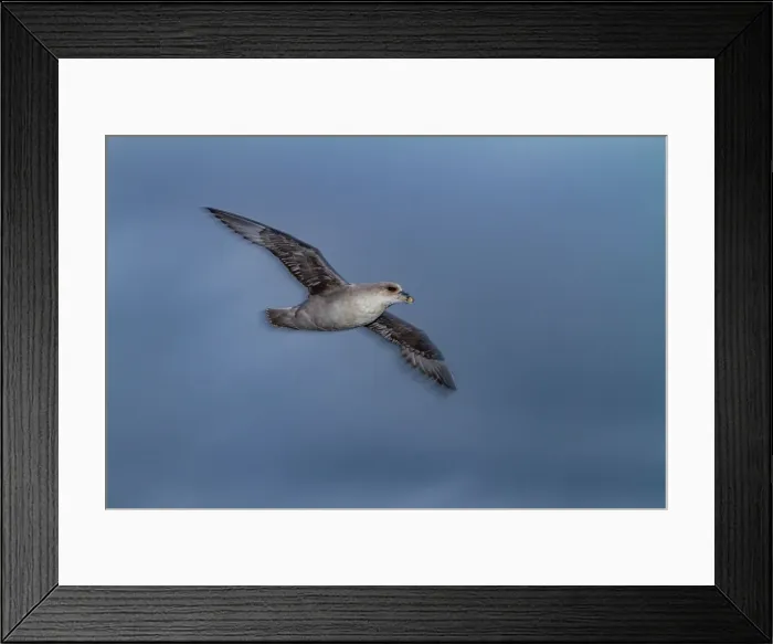 Framed Print : Northern fulmar (Fulmarus glacialis glacialis) motion blur on the wing the Svalbard Archipelago, Norway, Arctic, Europe Framed Print : Northern fulmar (Fulmarus glacialis glacialis) motion blur on the wing the Svalbard Archipelago, Norway, Arctic, Europe