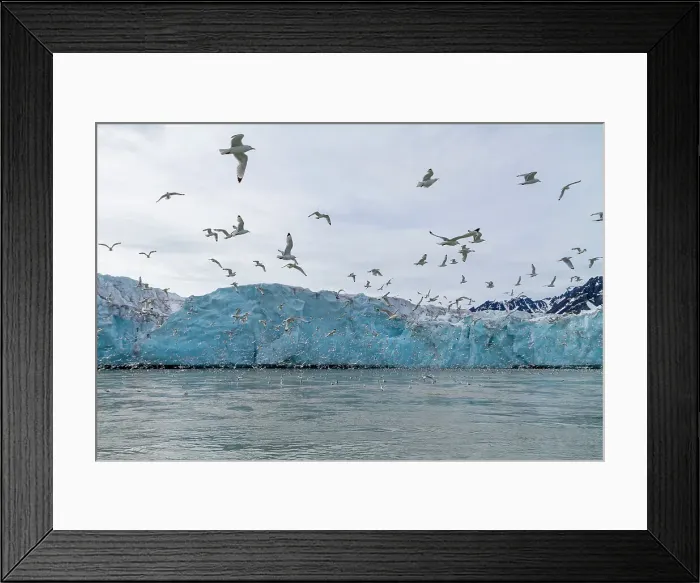 Framed Print : Adult black-legged kittiwakes (Rissa tridactyla) feeding at the base of a glacier in the Svalbard Archipelago, Norway, Arctic, Europe Framed Print : Adult black-legged kittiwakes (Rissa tridactyla) feeding at the base of a glacier in the Svalbard Archipelago, Norway, Arctic, Europe