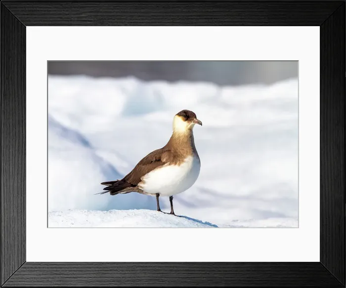 Framed Print : Adult Arctic Skua (Stercorarius parasiticus), on ice floe in the Svalbard Archipelago, Norway, Arctic, Europe Framed Print : Adult Arctic Skua (Stercorarius parasiticus), on ice floe in the Svalbard Archipelago, Norway, Arctic, Europe