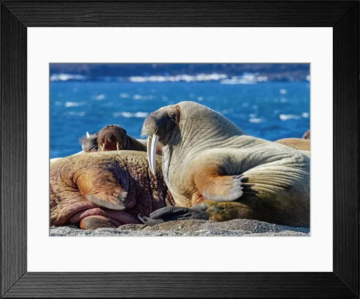 Framed Print : Adult bull walrus (Odobenus rosmarus rosmarus) hauled out on the beach in the Svalbard Archipelago, Norway, Arctic, Europe Framed Print : Adult bull walrus (Odobenus rosmarus rosmarus) hauled out on the beach in the Svalbard Archipelago, Norway, Arctic, Europe