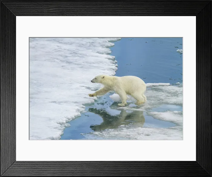 Framed Print : An adult polar bear (Ursus maritimus) leaping from ice floe to ice floe in the Svalbard Archipelago, Norway, Arctic, Europe Framed Print : An adult polar bear (Ursus maritimus) leaping from ice floe to ice floe in the Svalbard Archipelago, Norway, Arctic, Europe