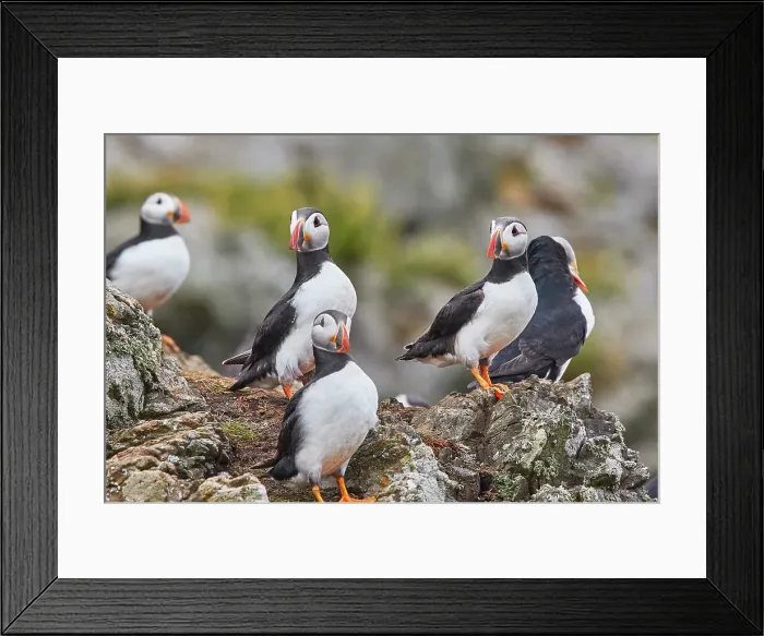 Framed Print : Atlantic Puffin (Fratercula arctica), on Skomer Island in July, a nature reserve off the coast of Pembrokeshire, Wales, United Kingdom, Europe Framed Print : Atlantic Puffin (Fratercula arctica), on Skomer Island in July, a nature reserve off the coast of Pembrokeshire, Wales, United Kingdom, Europe