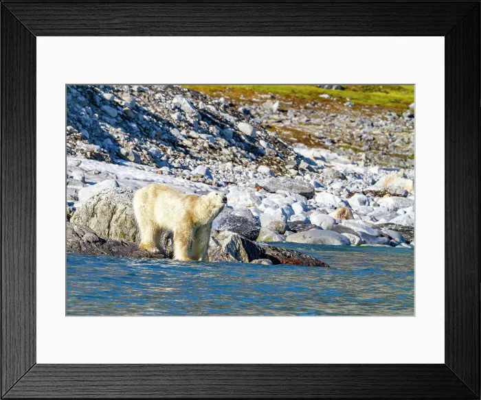 Framed Print : An old, emaciated adult male polar bear (Ursus maritimus) desperately searching for food in the Svalbard Archipelago, Norway, Arctic, Europe Framed Print : An old, emaciated adult male polar bear (Ursus maritimus) desperately searching for food in the Svalbard Archipelago, Norway, Arctic, Europe