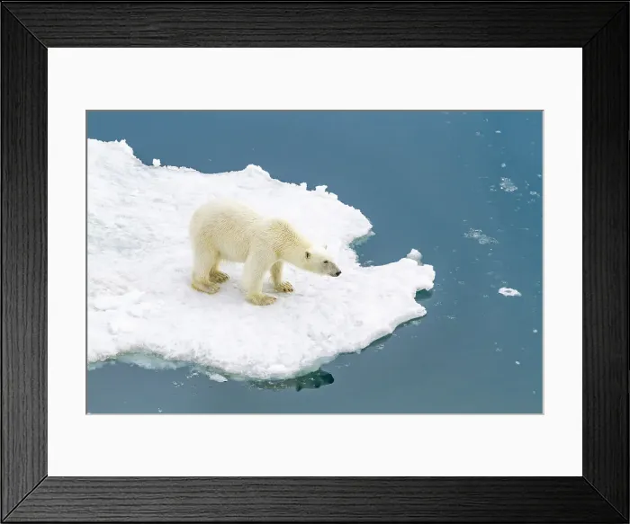 Framed Print : A curious young polar bear (Ursus maritimus) on ice floe in the Svalbard Archipelago, Norway, Arctic, Europe Framed Print : A curious young polar bear (Ursus maritimus) on ice floe in the Svalbard Archipelago, Norway, Arctic, Europe