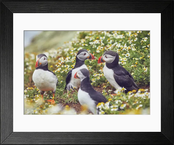 Framed Print : Atlantic Puffin (Fratercula arctica), on Skomer Island in July, a nature reserve off the coast of Pembrokeshire, Wales, United Kingdom, Europe Framed Print : Atlantic Puffin (Fratercula arctica), on Skomer Island in July, a nature reserve off the coast of Pembrokeshire, Wales, United Kingdom, Europe