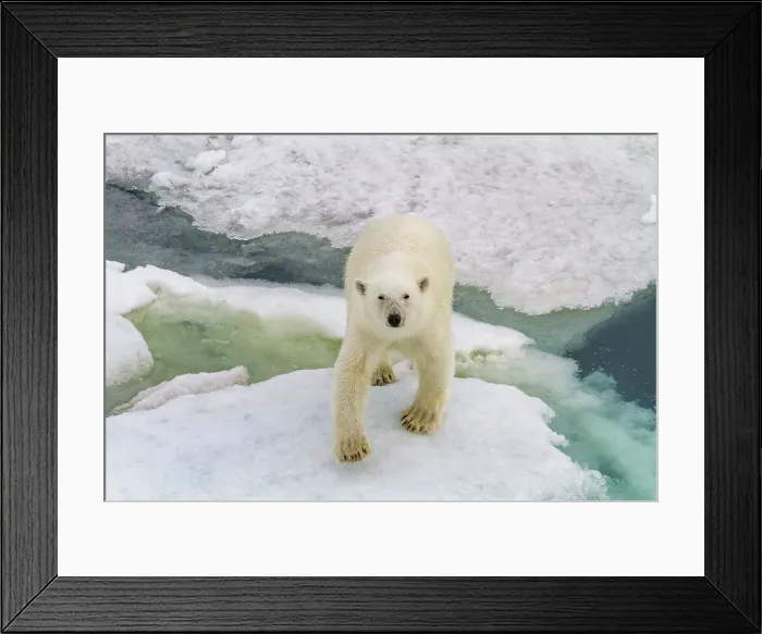 Framed Print : A curious young polar bear (Ursus maritimus) on ice floe in the Svalbard Archipelago, Norway, Arctic, Europe Framed Print : A curious young polar bear (Ursus maritimus) on ice floe in the Svalbard Archipelago, Norway, Arctic, Europe
