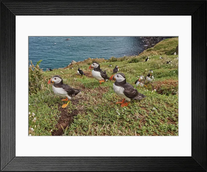 Framed Print : Atlantic Puffin (Fratercula arctica), on Skomer Island in July, a nature reserve off the coast of Pembrokeshire, Wales, United Kingdom, Europe Framed Print : Atlantic Puffin (Fratercula arctica), on Skomer Island in July, a nature reserve off the coast of Pembrokeshire, Wales, United Kingdom, Europe