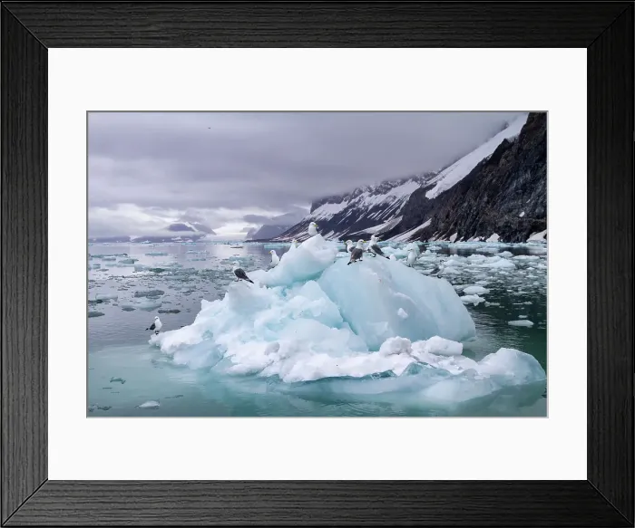 Framed Print : Adult black-legged kittiwakes (Rissa tridactyla) resting on ice in the Svalbard Archipelago, Barents Sea, Norway, Arctic, Europe Framed Print : Adult black-legged kittiwakes (Rissa tridactyla) resting on ice in the Svalbard Archipelago, Barents Sea, Norway, Arctic, Europe