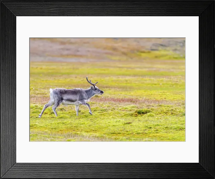 Framed Print : Adult Svalbard reindeer (Rangifer tarandus platyrhynchus) grazing on tundra in the Svalbard Archipelago, Norway, Arctic, Europe Framed Print : Adult Svalbard reindeer (Rangifer tarandus platyrhynchus) grazing on tundra in the Svalbard Archipelago, Norway, Arctic, Europe