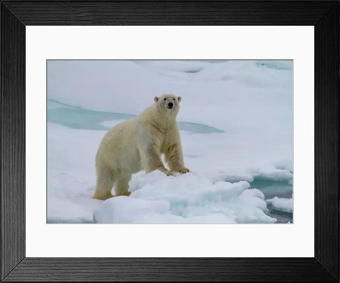 Framed Print : Adult male polar bear (Ursus maritimus) on multi-year ice floes in Franz Josef Land, Russia, Arctic Ocean, Eurasia