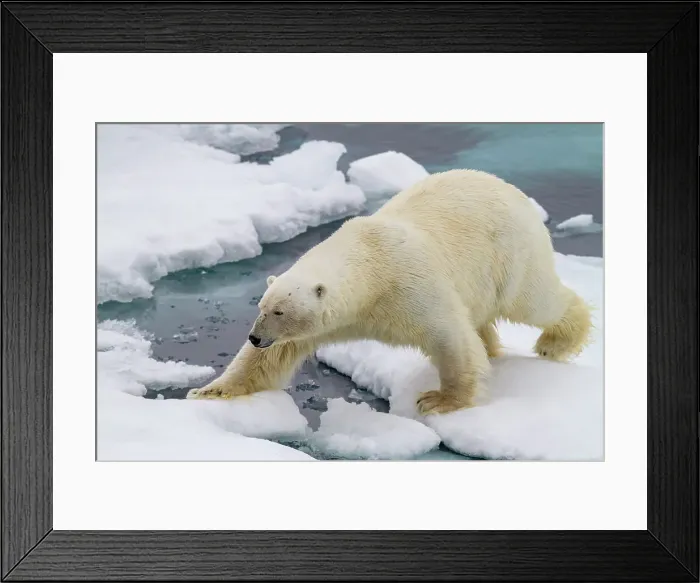 Framed Print : Adult male polar bear (Ursus maritimus) on multi-year ice floes in Franz Josef Land, Russia, Arctic Ocean, Eurasia