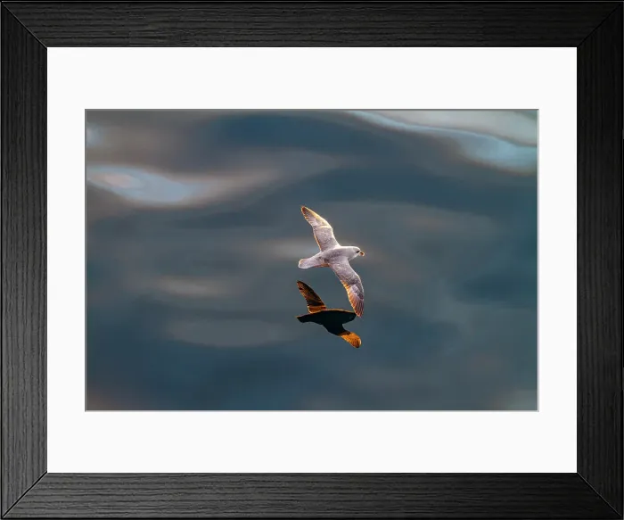 Framed Print : Northern fulmar (Fulmarus glacialis glacialis) on the wing over calm seas in the Svalbard Archipelago, Norway, Arctic, Europe Framed Print : Northern fulmar (Fulmarus glacialis glacialis) on the wing over calm seas in the Svalbard Archipelago, Norway, Arctic, Europe