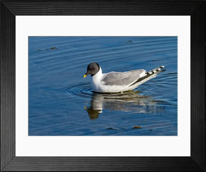 Framed Print : An adult Sabine's Gull (Xema sabini) in melt water pool in the Svalbard Archipelago, Norway, Arctic, Europe Framed Print : An adult Sabine's Gull (Xema sabini) in melt water pool in the Svalbard Archipelago, Norway, Arctic, Europe