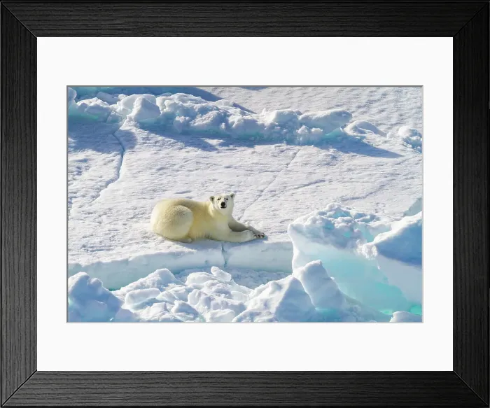Framed Print : A curious young polar bear (Ursus maritimus) on ice floe in the Svalbard Archipelago, Norway, Arctic, Europe Framed Print : A curious young polar bear (Ursus maritimus) on ice floe in the Svalbard Archipelago, Norway, Arctic, Europe