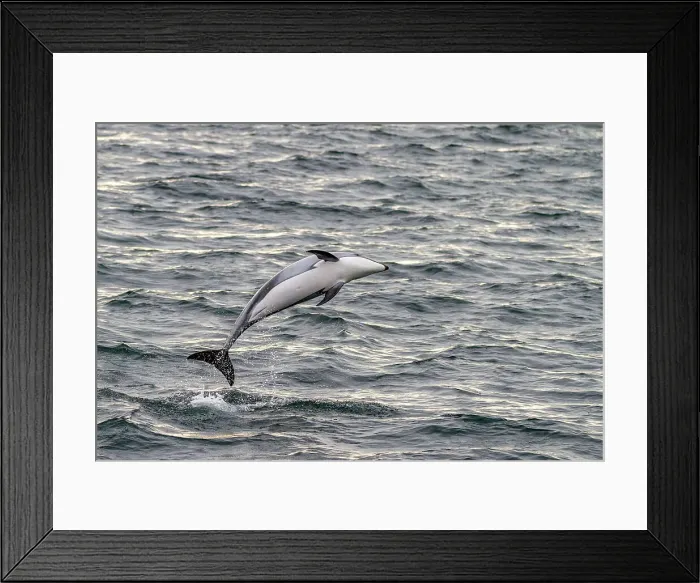 Framed Print : A pod of Pacific white-sided dolphins (Lagenorhynchus obliquidens) leaping and surfacing in Johnstone Strait, British Columbia, Canada, North America Framed Print : A pod of Pacific white-sided dolphins (Lagenorhynchus obliquidens) leaping and surfacing in Johnstone Strait, British Columbia, Canada, North America