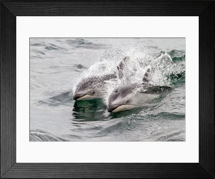 Framed Print : A pod of Pacific white-sided dolphins (Lagenorhynchus obliquidens) leaping and surfacing in Johnstone Strait, British Columbia, Canada, North America Framed Print : A pod of Pacific white-sided dolphins (Lagenorhynchus obliquidens) leaping and surfacing in Johnstone Strait, British Columbia, Canada, North America