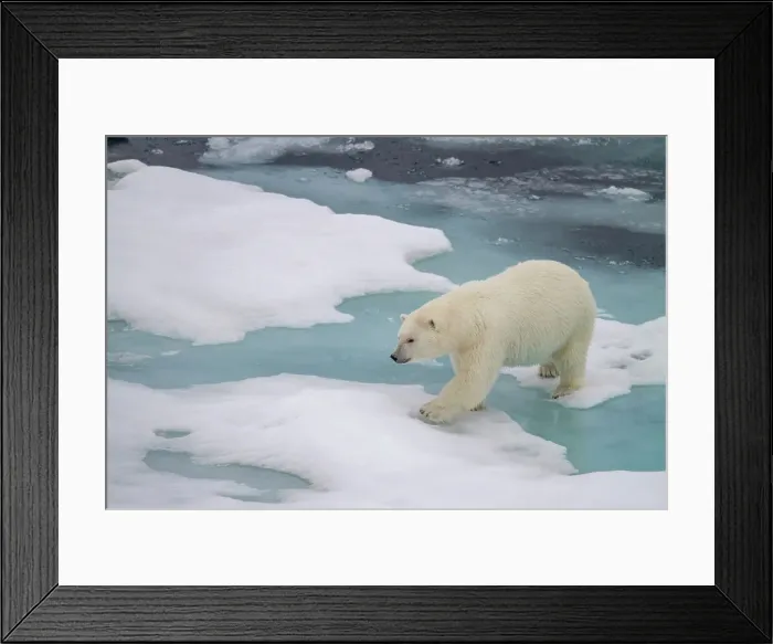 Framed Print : Adult female polar bear (Ursus maritimus) walking on multi-year ice floes in Franz Josef Land, Russia, Arctic Ocean, Eurasia Framed Print : Adult female polar bear (Ursus maritimus) walking on multi-year ice floes in Franz Josef Land, Russia, Arctic Ocean, Eurasia