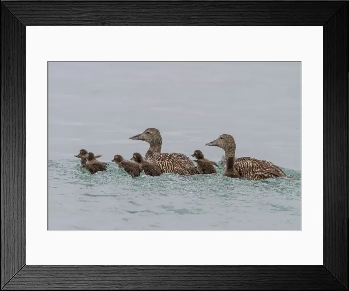 Framed Print : Adult female common eider ducks (Somateria mollissima) swimming with ducklings of Edgeoya in Svalbard, Norway, Arctic, Europe Framed Print : Adult female common eider ducks (Somateria mollissima) swimming with ducklings of Edgeoya in Svalbard, Norway, Arctic, Europe