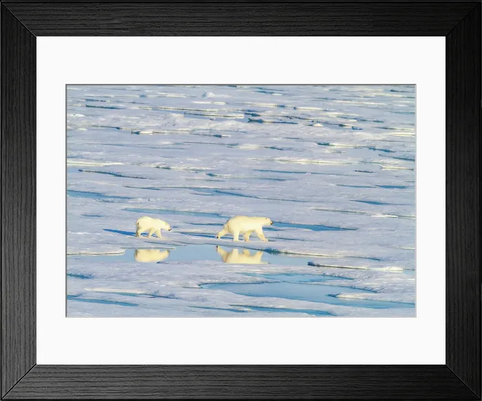 Framed Print : A mother and cub polar bear (Ursus maritimus) traveling from ice floe to ice floe in the Svalbard Archipelago, Norway, Arctic, Europe
