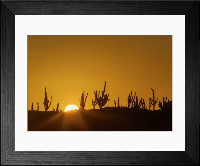 Framed Print : The endemic candelabra cactus (Jasminocereus thouarsii) growing in the Galapagos Islands Archipelago, UNESCO World Heritage Site, Ecuador, South America Framed Print : The endemic candelabra cactus (Jasminocereus thouarsii) growing in the Galapagos Islands Archipelago, UNESCO World Heritage Site, Ecuador, South America