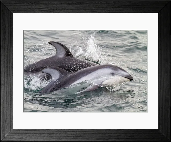 Framed Print : A pod of Pacific white-sided dolphins (Lagenorhynchus obliquidens) leaping and surfacing in Johnstone Strait, British Columbia, Canada, North America Framed Print : A pod of Pacific white-sided dolphins (Lagenorhynchus obliquidens) leaping and surfacing in Johnstone Strait, British Columbia, Canada, North America