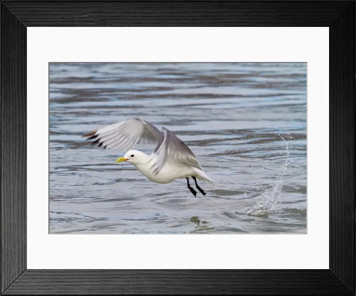 Framed Print : Adult black-legged kittiwakes (Rissa tridactyla) in flight in the Svalbard Archipelago, Barents Sea, Norway, Arctic, Europe Framed Print : Adult black-legged kittiwakes (Rissa tridactyla) in flight in the Svalbard Archipelago, Barents Sea, Norway, Arctic, Europe