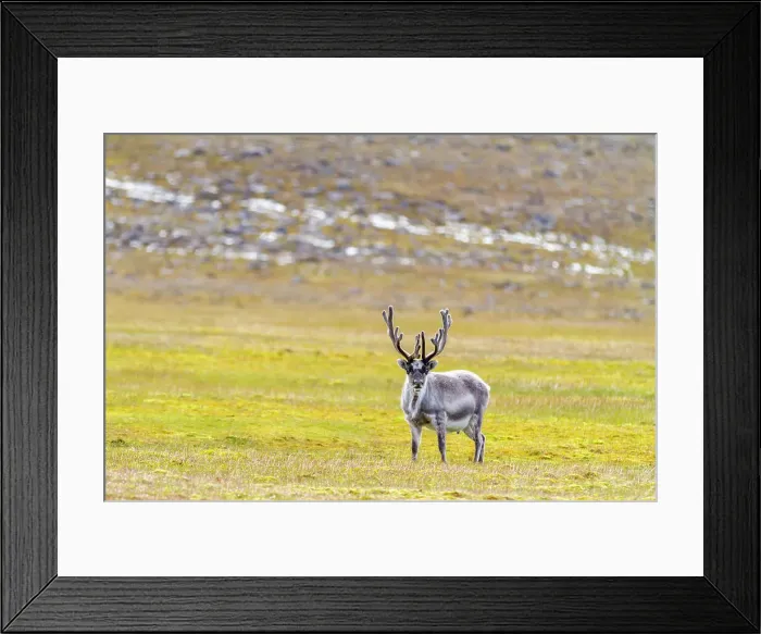 Framed Print : Adult Svalbard reindeer (Rangifer tarandus platyrhynchus) grazing on tundra in the Svalbard Archipelago, Norway, Arctic, Europe Framed Print : Adult Svalbard reindeer (Rangifer tarandus platyrhynchus) grazing on tundra in the Svalbard Archipelago, Norway, Arctic, Europe