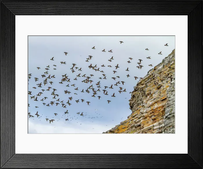 Framed Print : Adult dovekies (Little Auk) (Alle alle) in flight at Rubini Rock, Tikhaya Bay on Hooker Island in Franz Josef Land, Russia, Arctic Ocean, Eurasia Framed Print : Adult dovekies (Little Auk) (Alle alle) in flight at Rubini Rock, Tikhaya Bay on Hooker Island in Franz Josef Land, Russia, Arctic Ocean, Eurasia