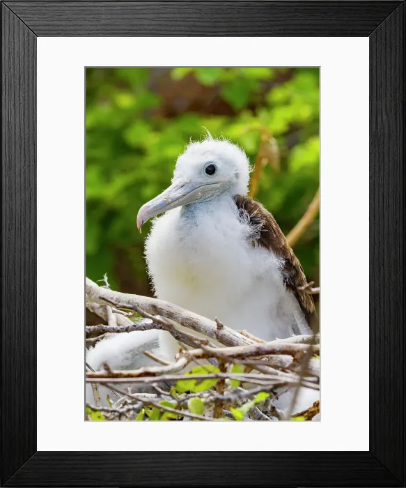 Framed Print : Great frigatebird chick (Fregata minor) on the nest on North Seymour Island in the Galapagos Island Archipelago, UNESCO World Heritage Site, Ecuador, South America Framed Print : Great frigatebird chick (Fregata minor) on the nest on North Seymour Island in the Galapagos Island Archipelago, UNESCO World Heritage Site, Ecuador, South America