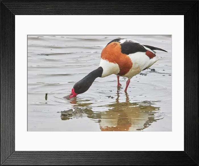 Framed Print : A Shelduck (Tadorna tadorna), on Brownsea Island, a nature reserve in Poole Harbour, Dorset, England, United Kingdom, Europe Framed Print : A Shelduck (Tadorna tadorna), on Brownsea Island, a nature reserve in Poole Harbour, Dorset, England, United Kingdom, Europe