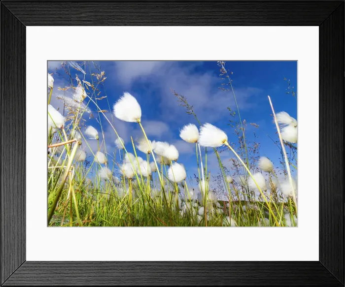 Framed Print : A large stand of Arctic cotton (Eriophorum callitrix) in Franz Josef Land, Russia, Arctic Ocean, Eurasia Framed Print : A large stand of Arctic cotton (Eriophorum callitrix) in Franz Josef Land, Russia, Arctic Ocean, Eurasia